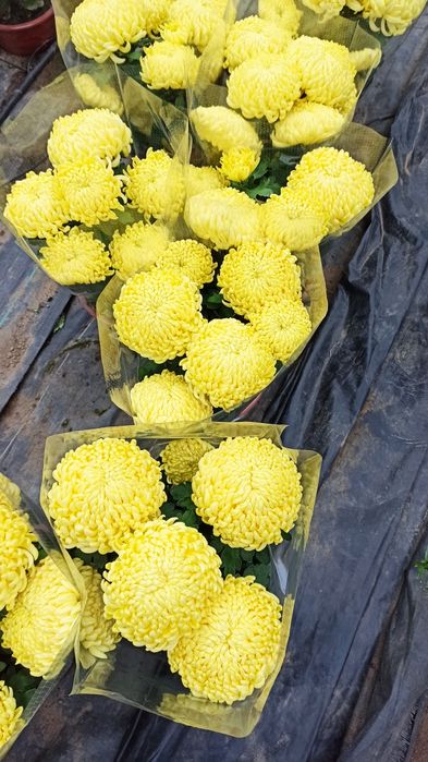 Sprzedam chryzantemy