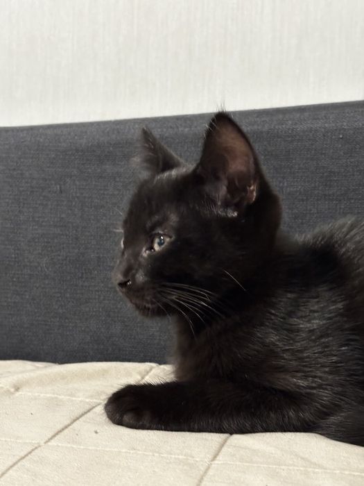 Котики в гарні руки
