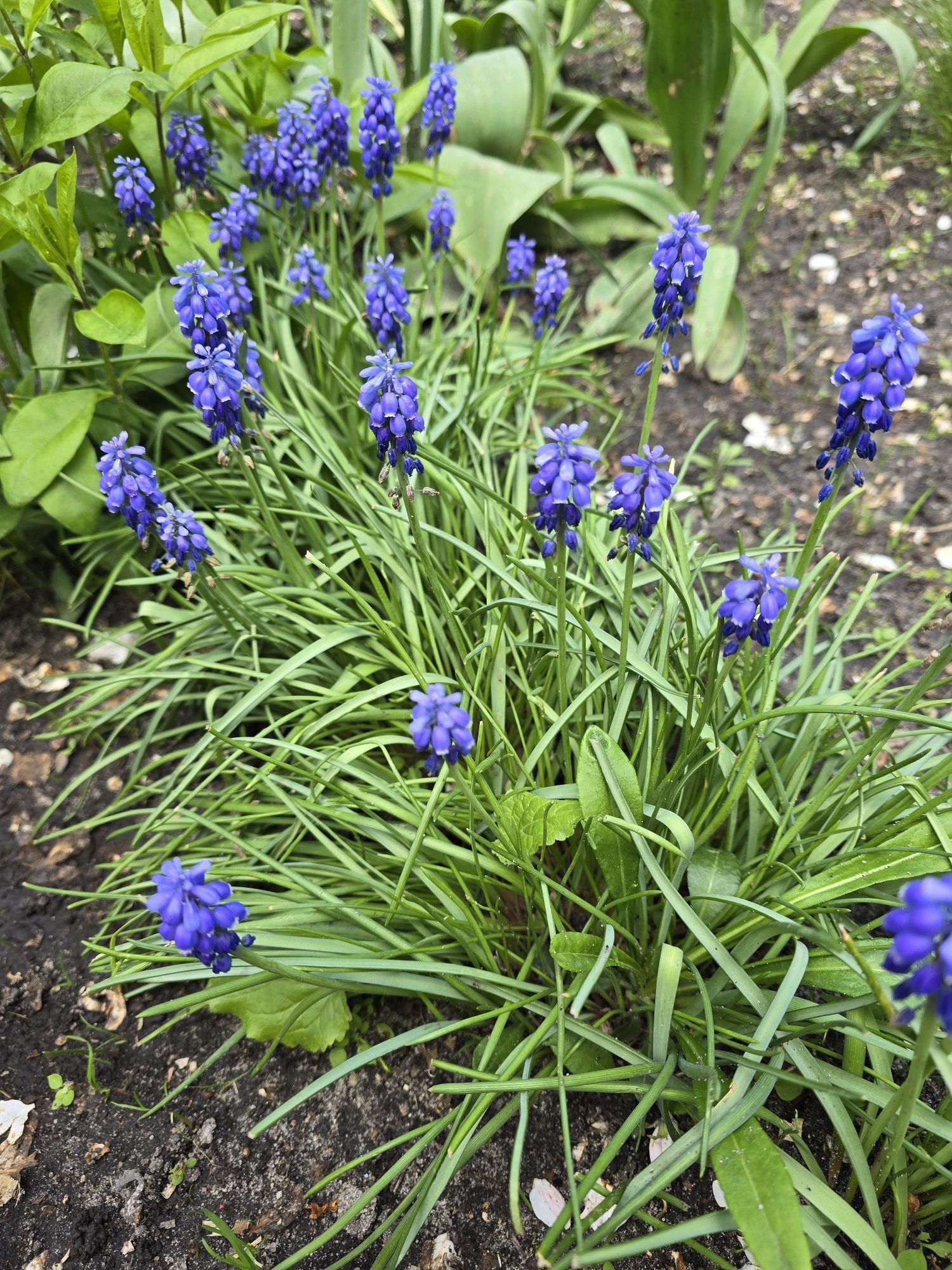 Мускарі Muscari Armeniacum