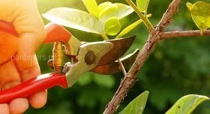 Обрізка садових дерев, спил аварийних  дерев, обрізка гілок