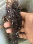 Isopody cubaris sp panda king