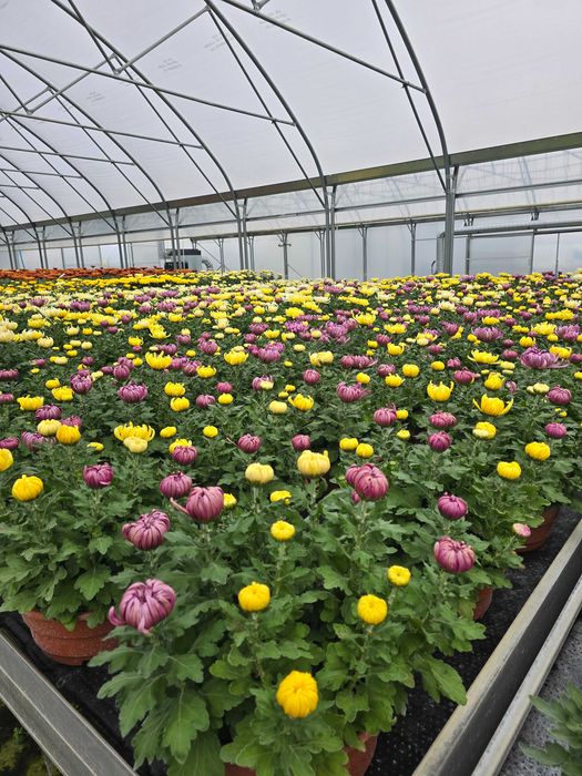 Chryzantemy - różne odmiany