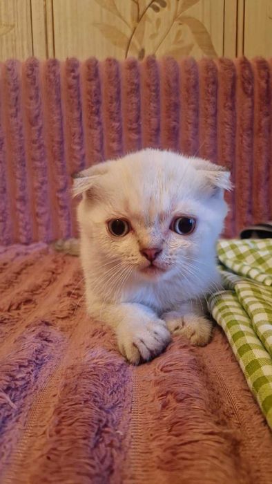 Британцы (котята)