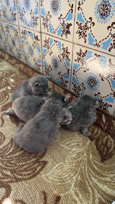 Британцы вислоухие/ доставка в другой город
