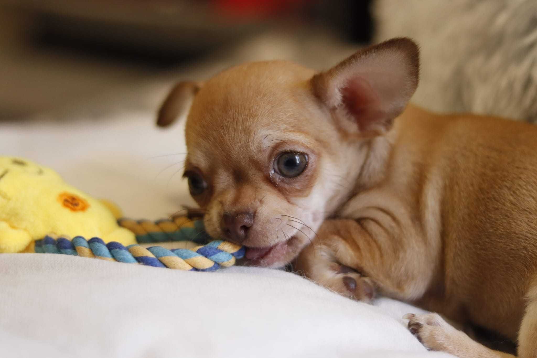 Chihuahua Menino