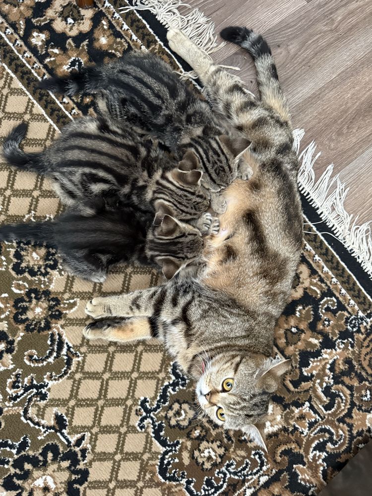 Продам кошенят скотіш страйт