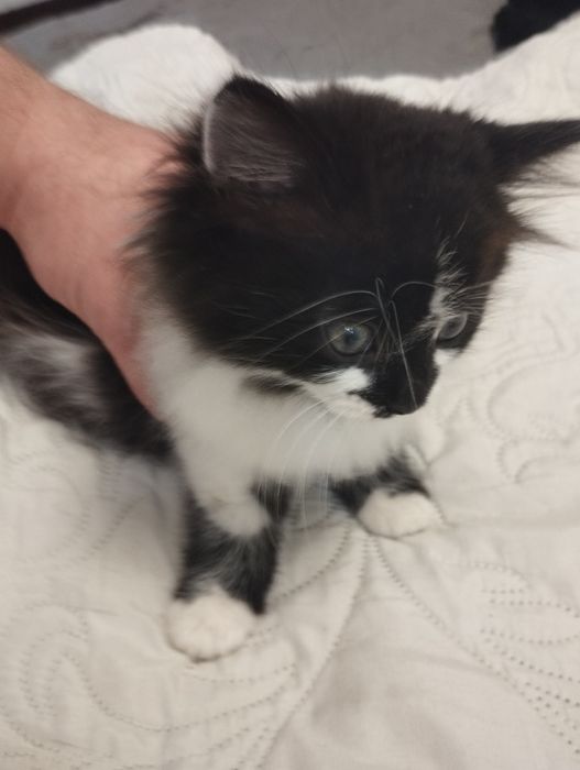 Віддам кошеня (дівчинка) безкоштовно