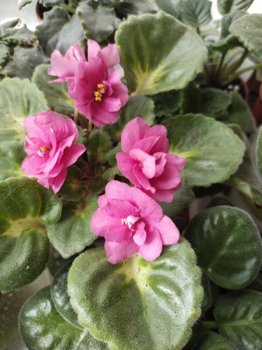 Фіалка кімнатна рослина