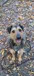 Warnel super pies terier do adopcji