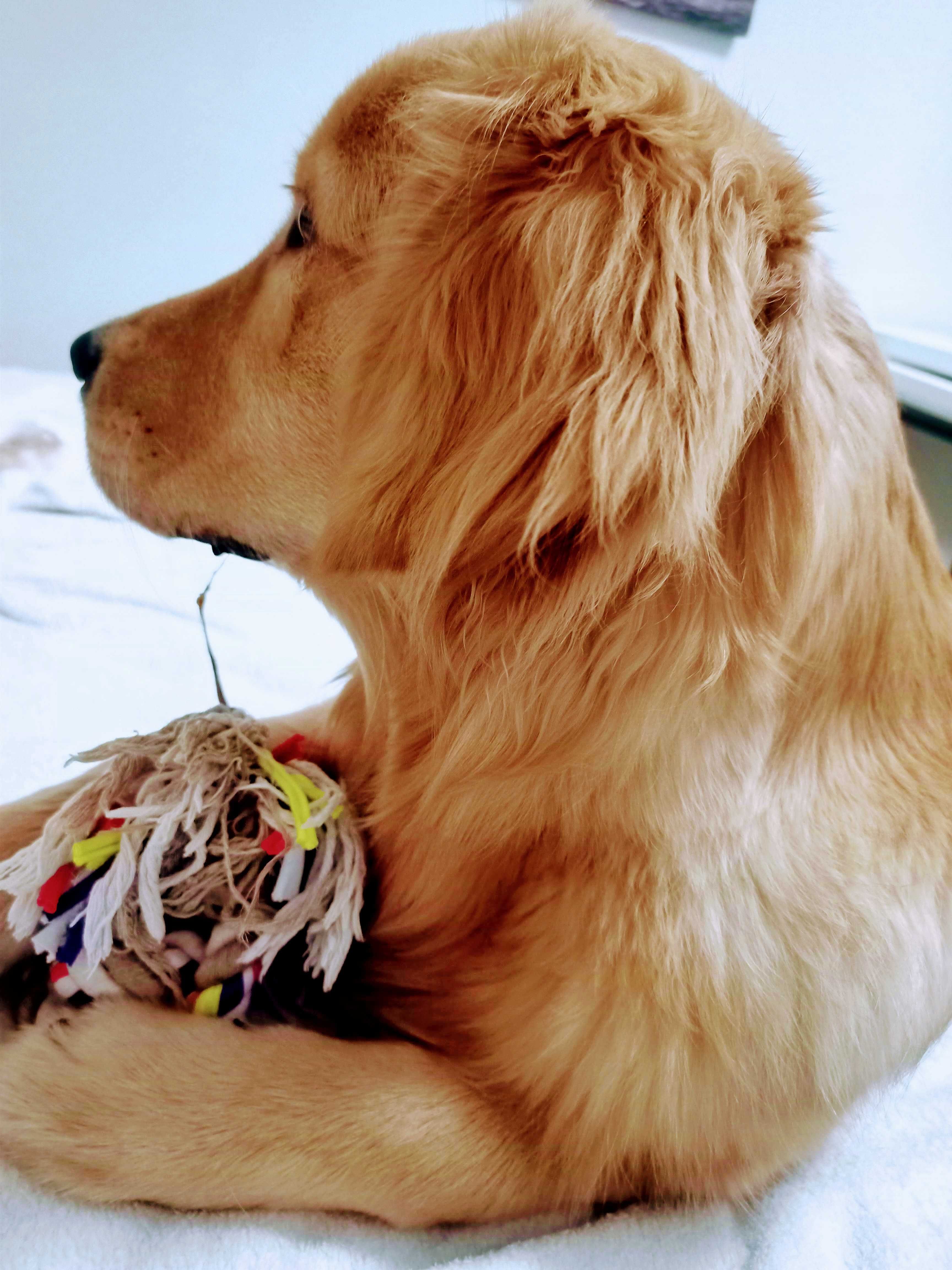 Golden retriever ZKwP- FCI piesek
