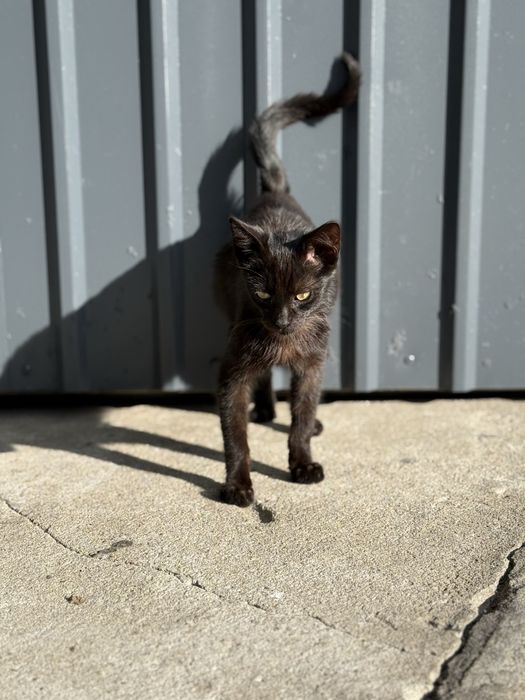 Kocurek szuka domu - kot do adopcji