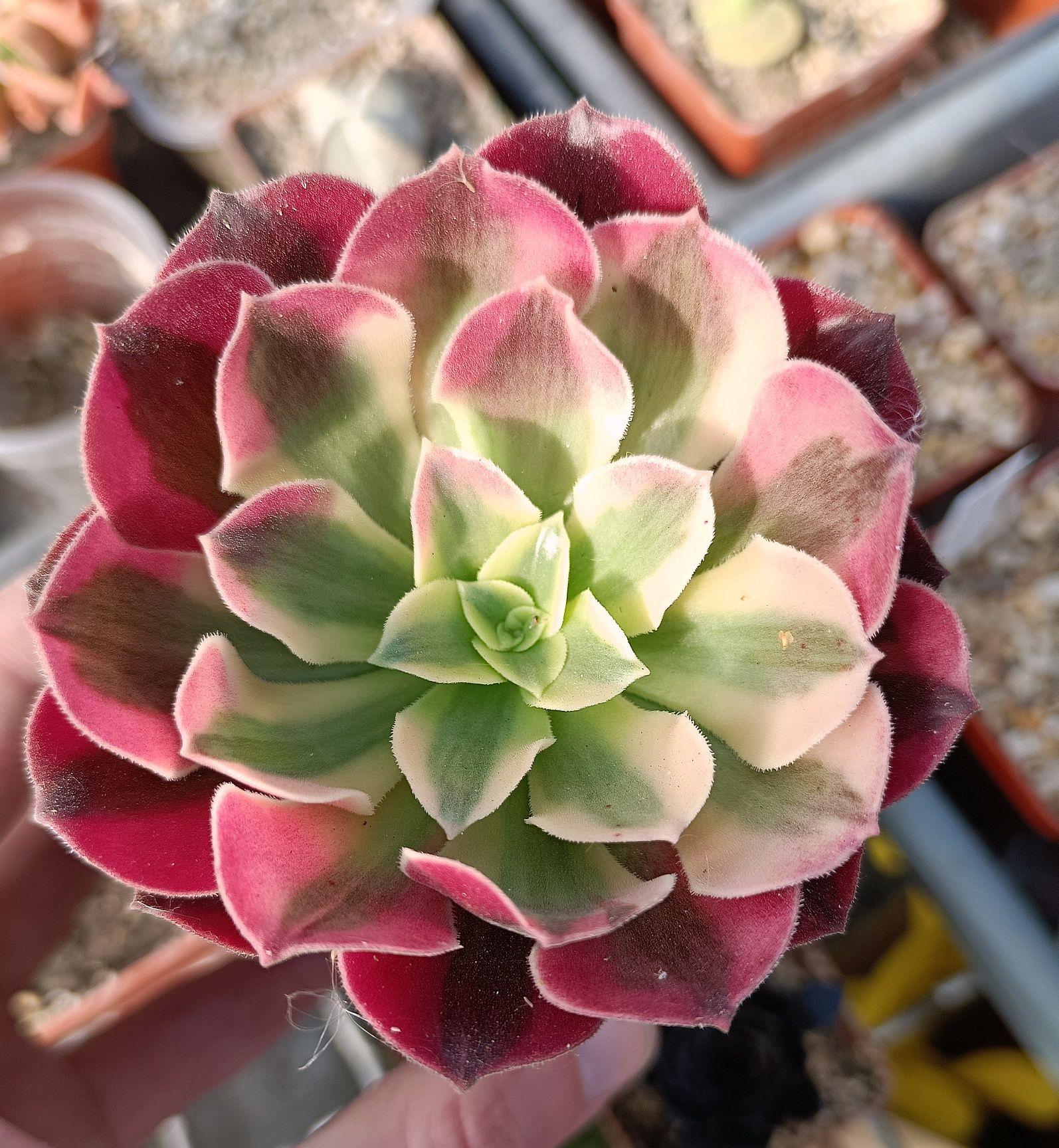 Aeonium mix різні