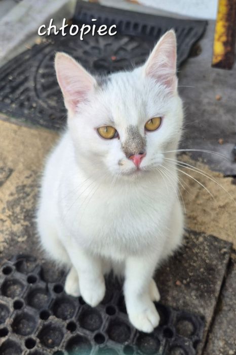 Młode kociaki do pilnej adopcji