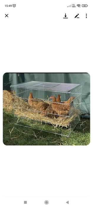 * Wystawki * klatki  dla drobiu