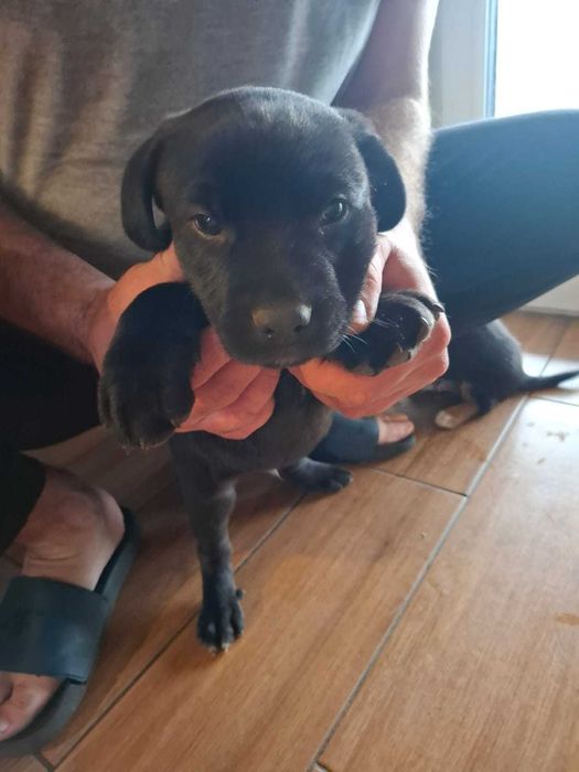 Szczeniaki labradory