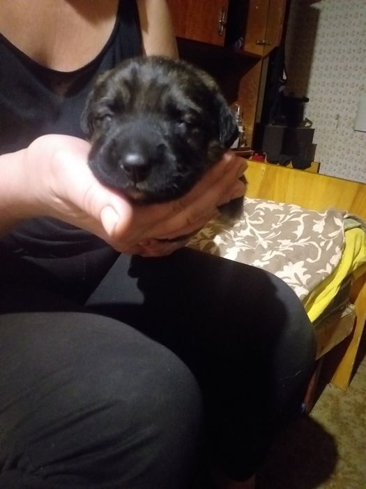 Лабрадорша + Немец