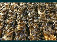 Sprzedam pszczoły/rodziny pszczele