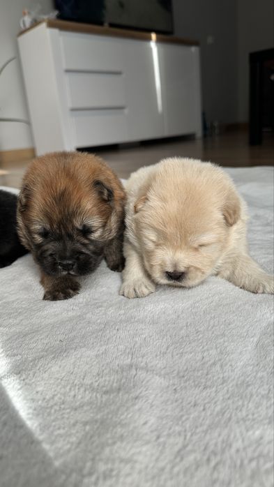 Chow chow, suczka, podkrpacie