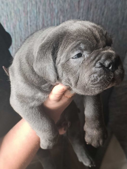 Цуценята Кане-корссо