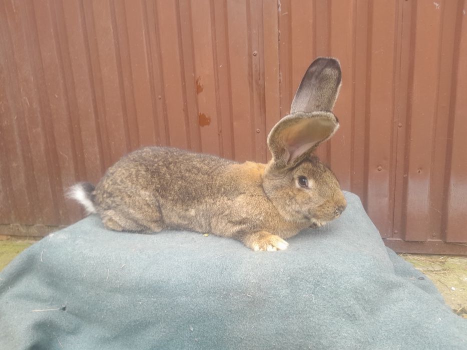 Belg królik belgijski samica belgijska 10 miesięczna