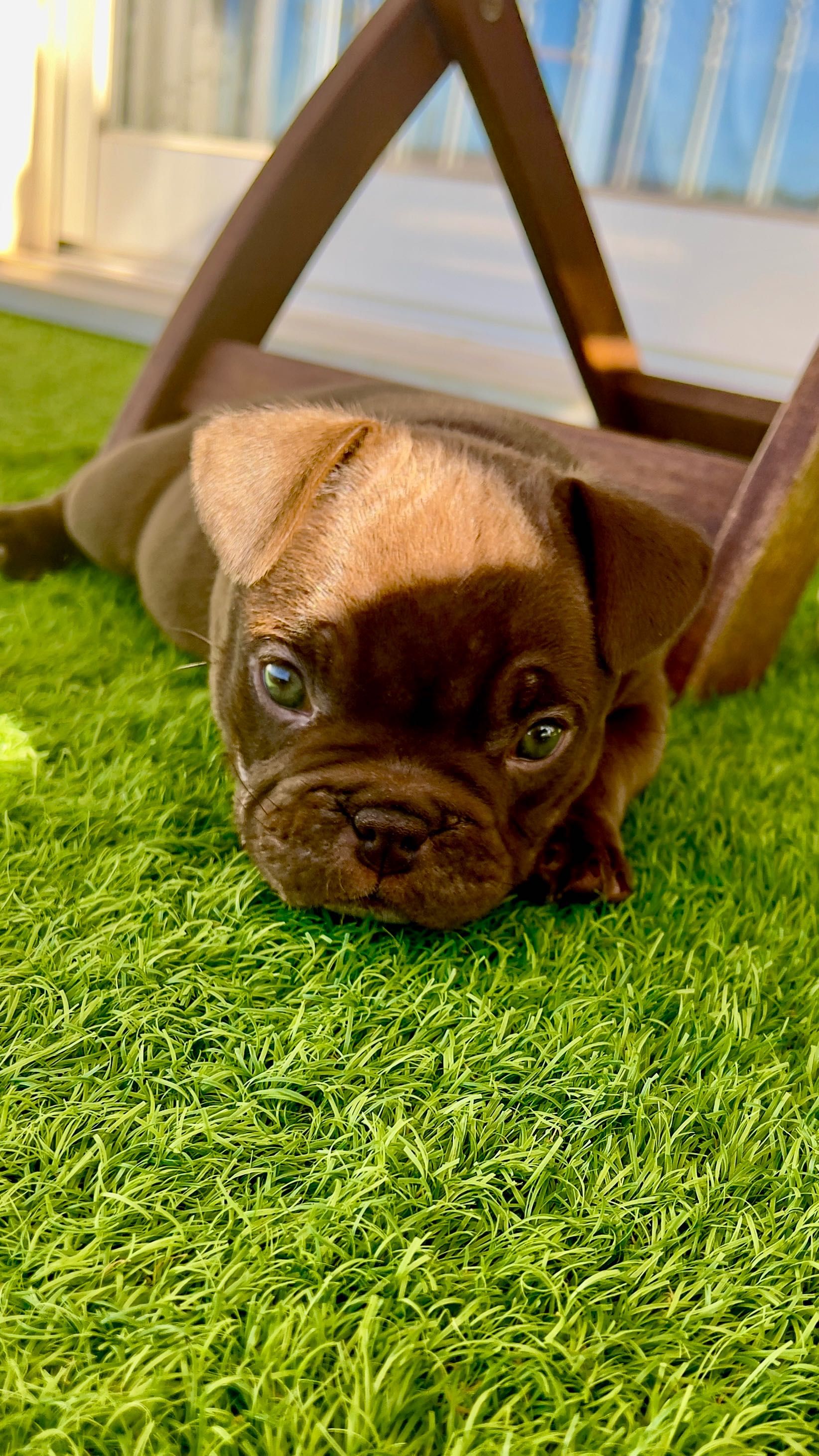 American Bully Micro Chocolate – Linhagem 2xCrow Importada