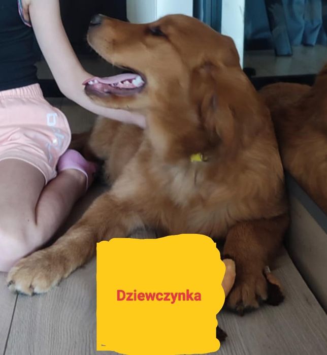 Golden retriever suczka złota