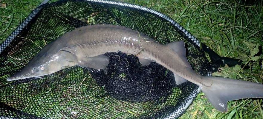 Jesiotr syberyjski zrybieniowy / duży kroczek >0,5kg / jesiotry żywe