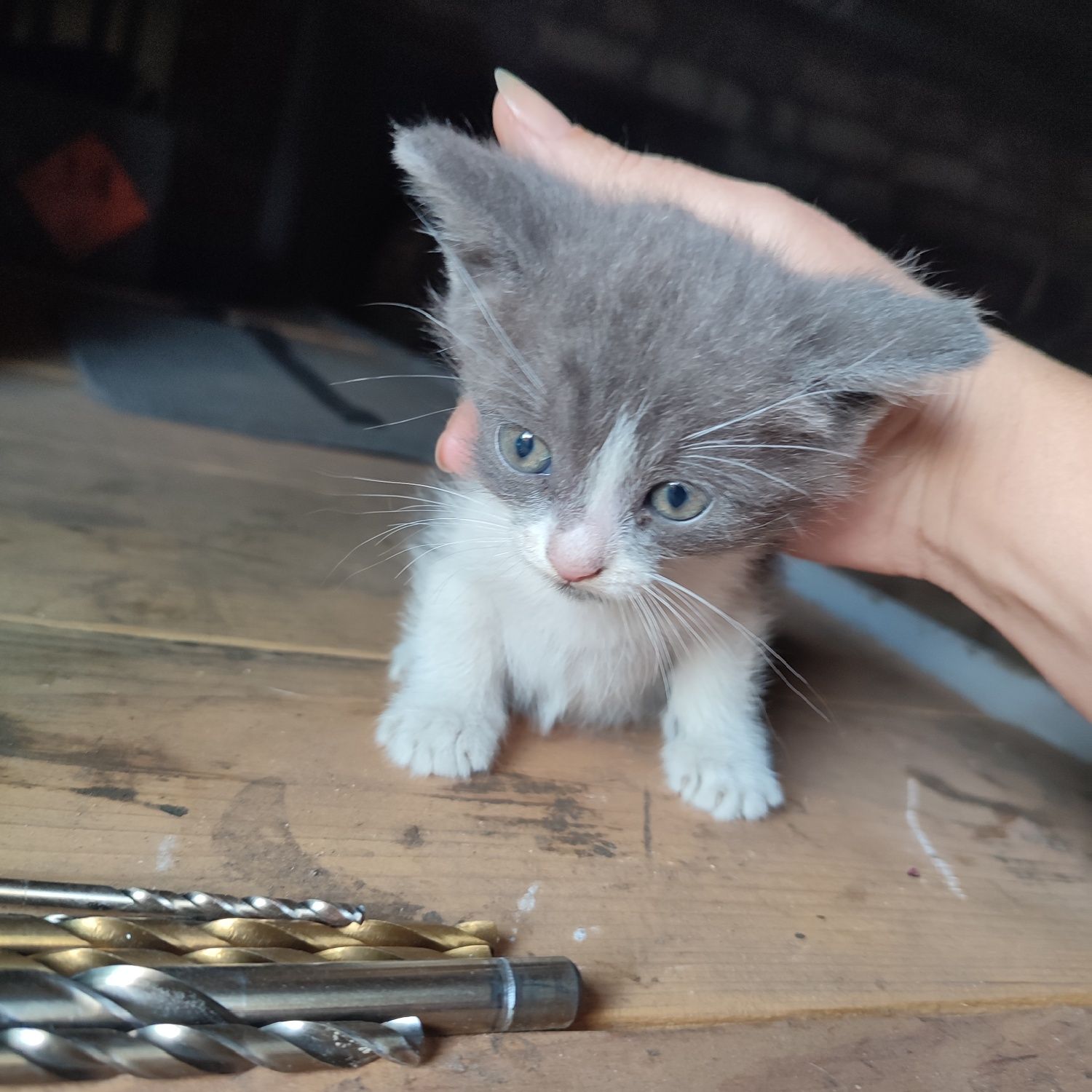 Котята шукають дім