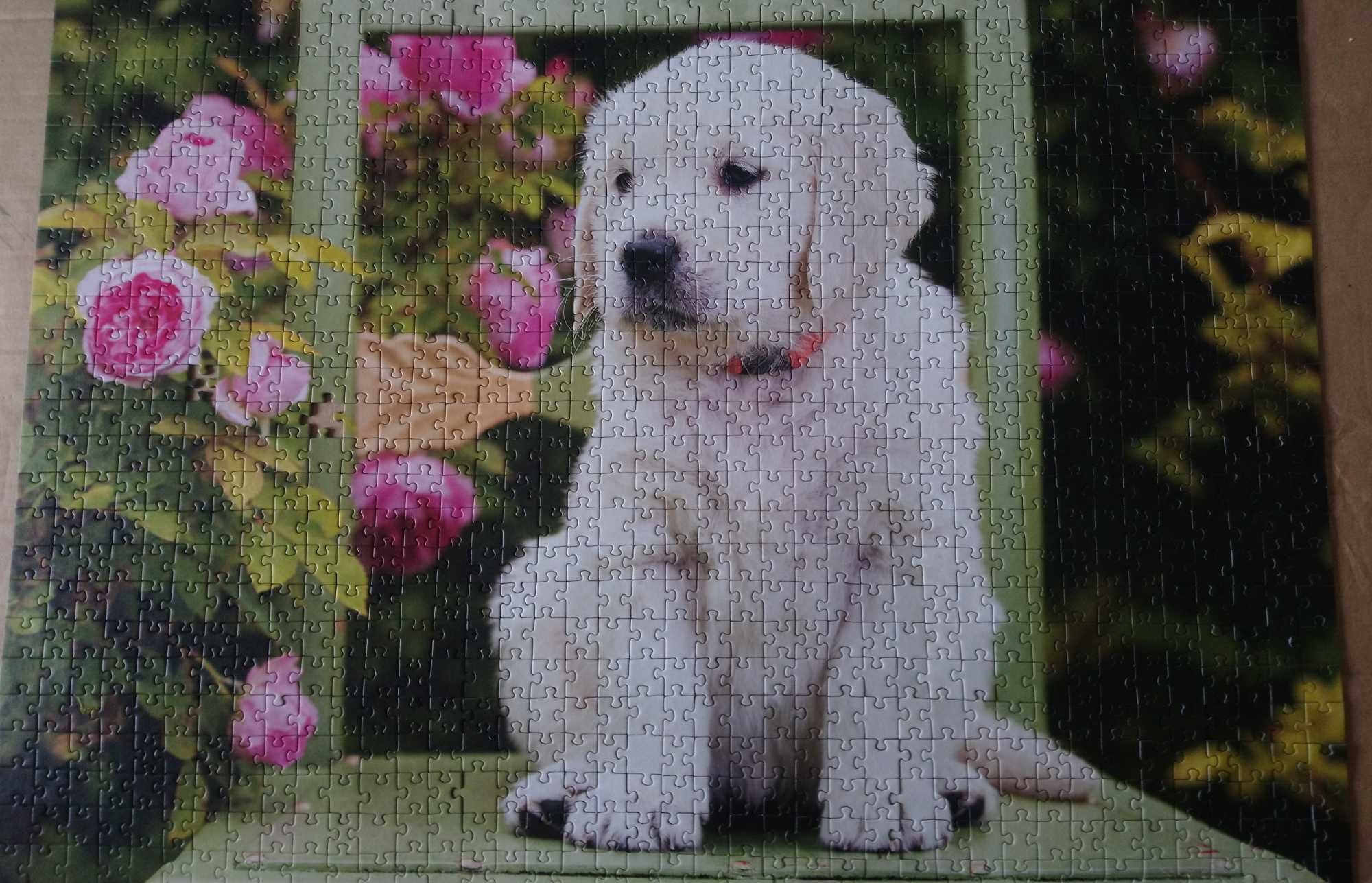 Puzzle szczeniaki labrador 1000+500