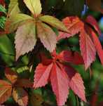 Winobluszcz pięciolistkowy (Parthenocissus quinquefolia)