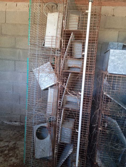 Jaulas criação Coelho