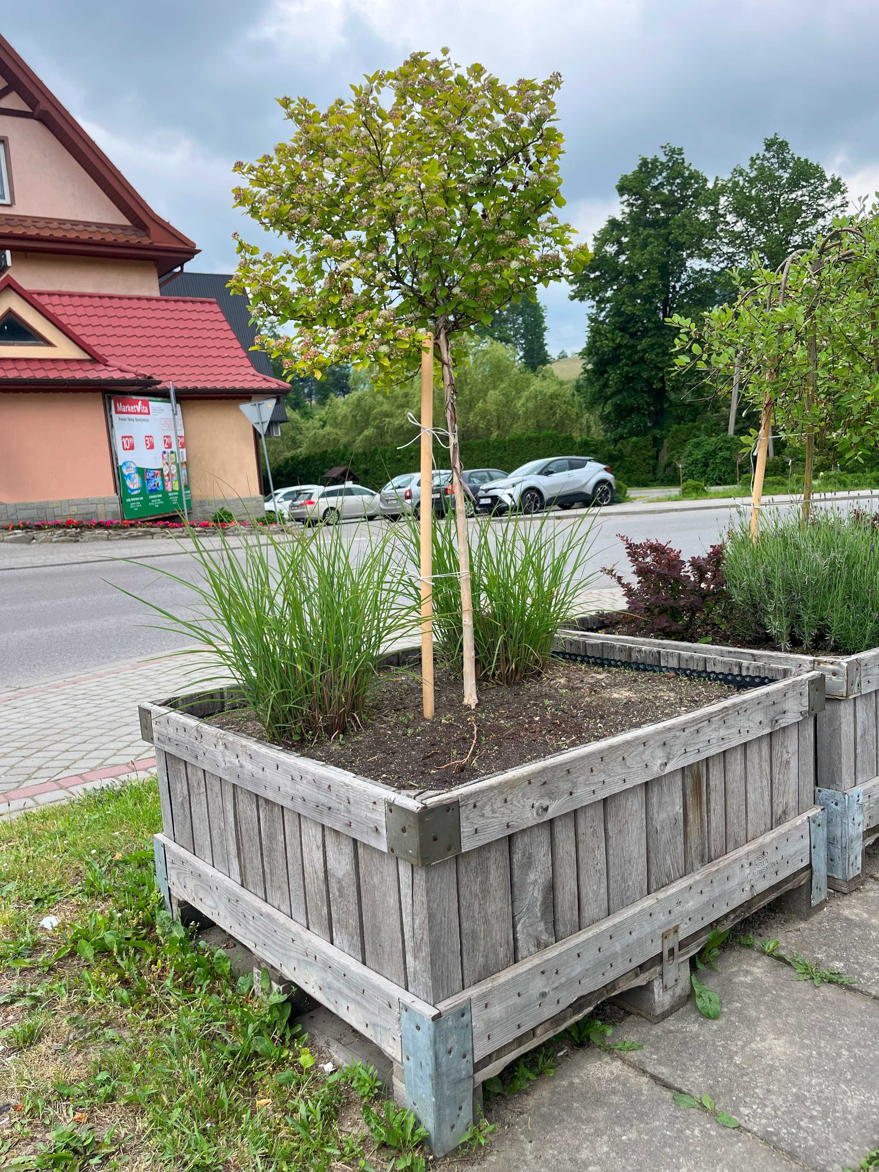 Skrzyniopalety donice donica skrzyniopaleta na rośliny