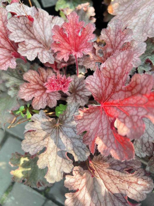 Продам туї, сосни, ялини, ялівці, гортнзії, магноліі, троянди