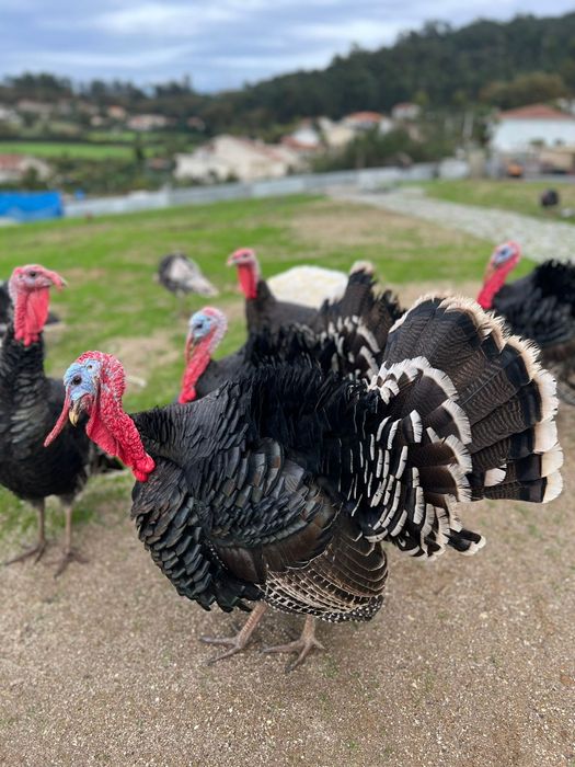 Porcos vietnamitas/frangos/perus/garnisos