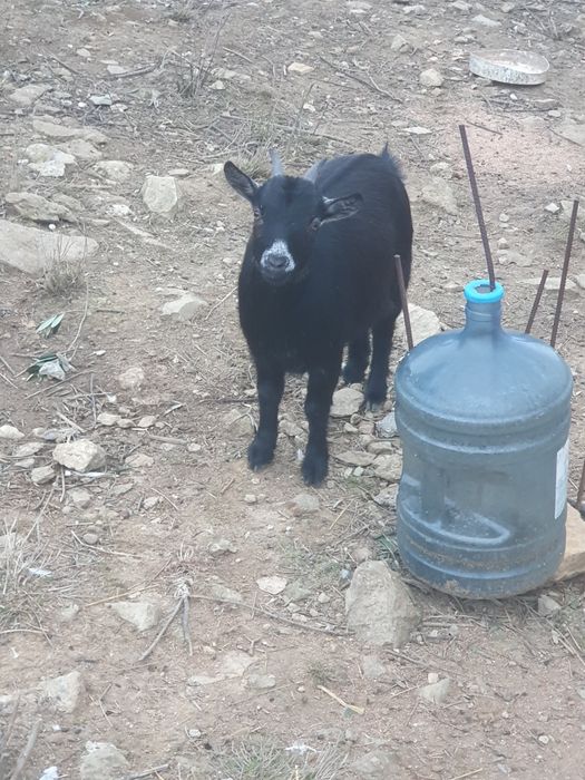 cabras anãs 10 meses