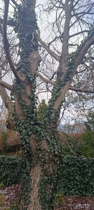 Drzewo Orzech Wloski