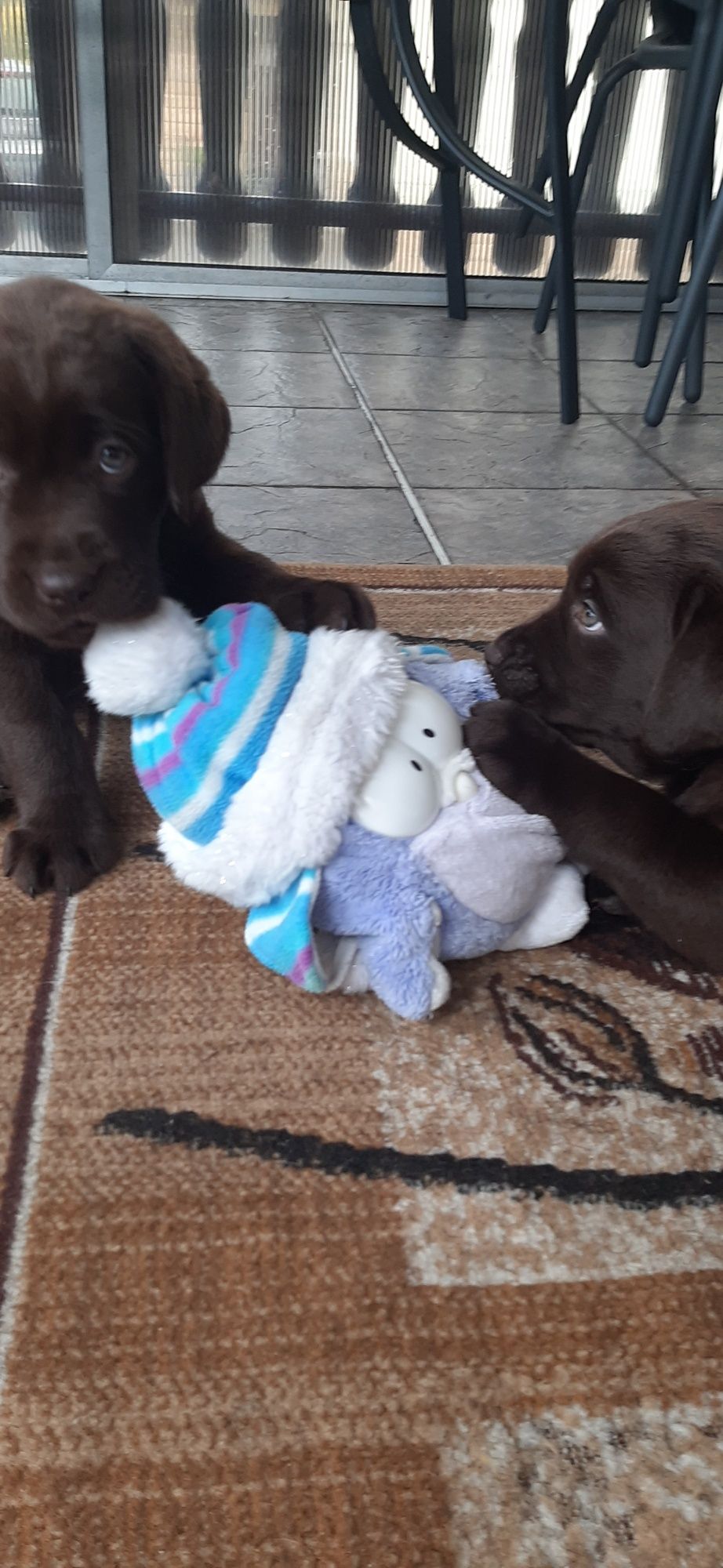 Labrador Retriever FCI