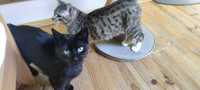 SADZA czarna kotka zdrowa FLEV+ do adopcji (dziewczynka)