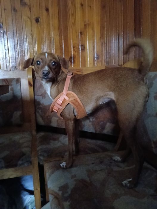 Za darmo w dobre ręce