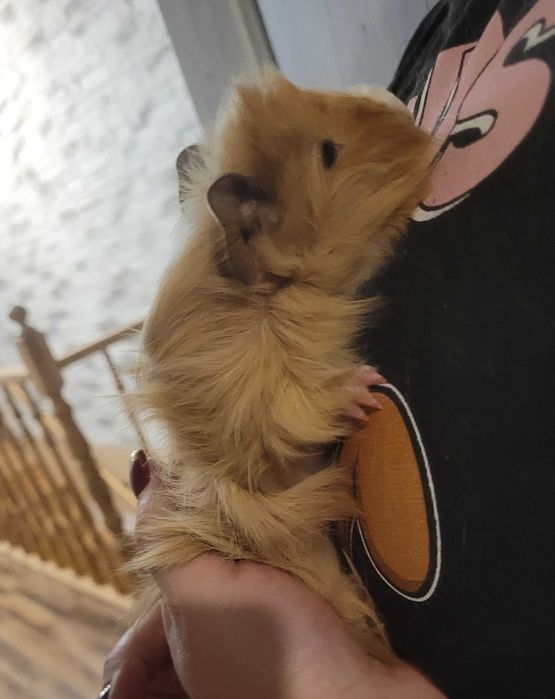 Świnka morska samiczki i samiec