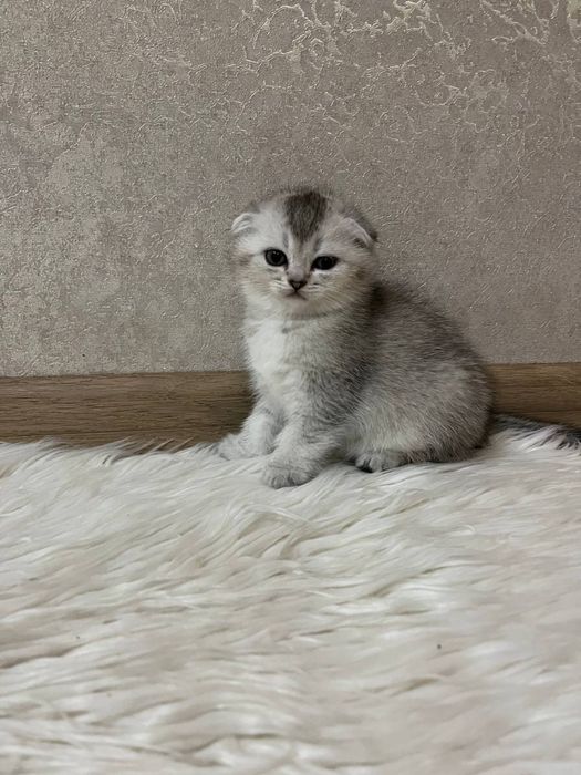 Кошенята готуються до переїзду , гарнющі грайливі шатландці .
