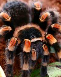 Brachypelma smithi " hamorii " самка паука птицееда самовывозом