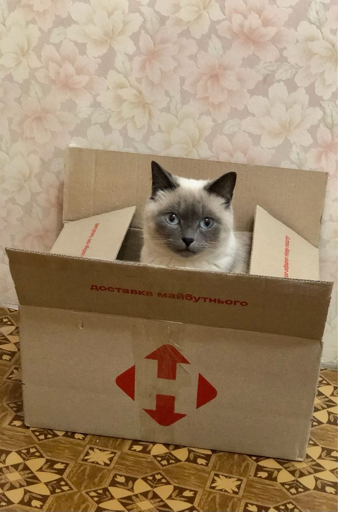 Кішка для вʼязки
