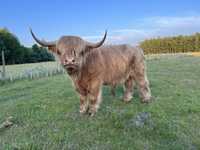 Sprzedam Stado Highland Cattle