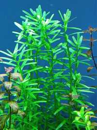 Rotala Rotundifolia Green roślina akwariowa