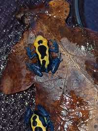 Dendrobates Tinctorius Nominat młode żabki drzewołazy tropikalne