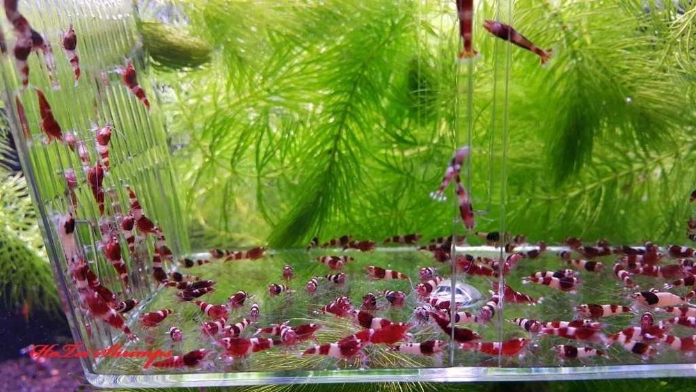 Krewetki Wine Red i Red Ruby - 20 sztuk