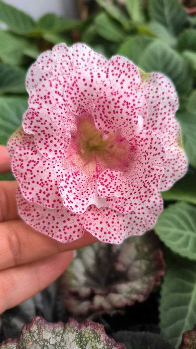 Глоксинія листочки