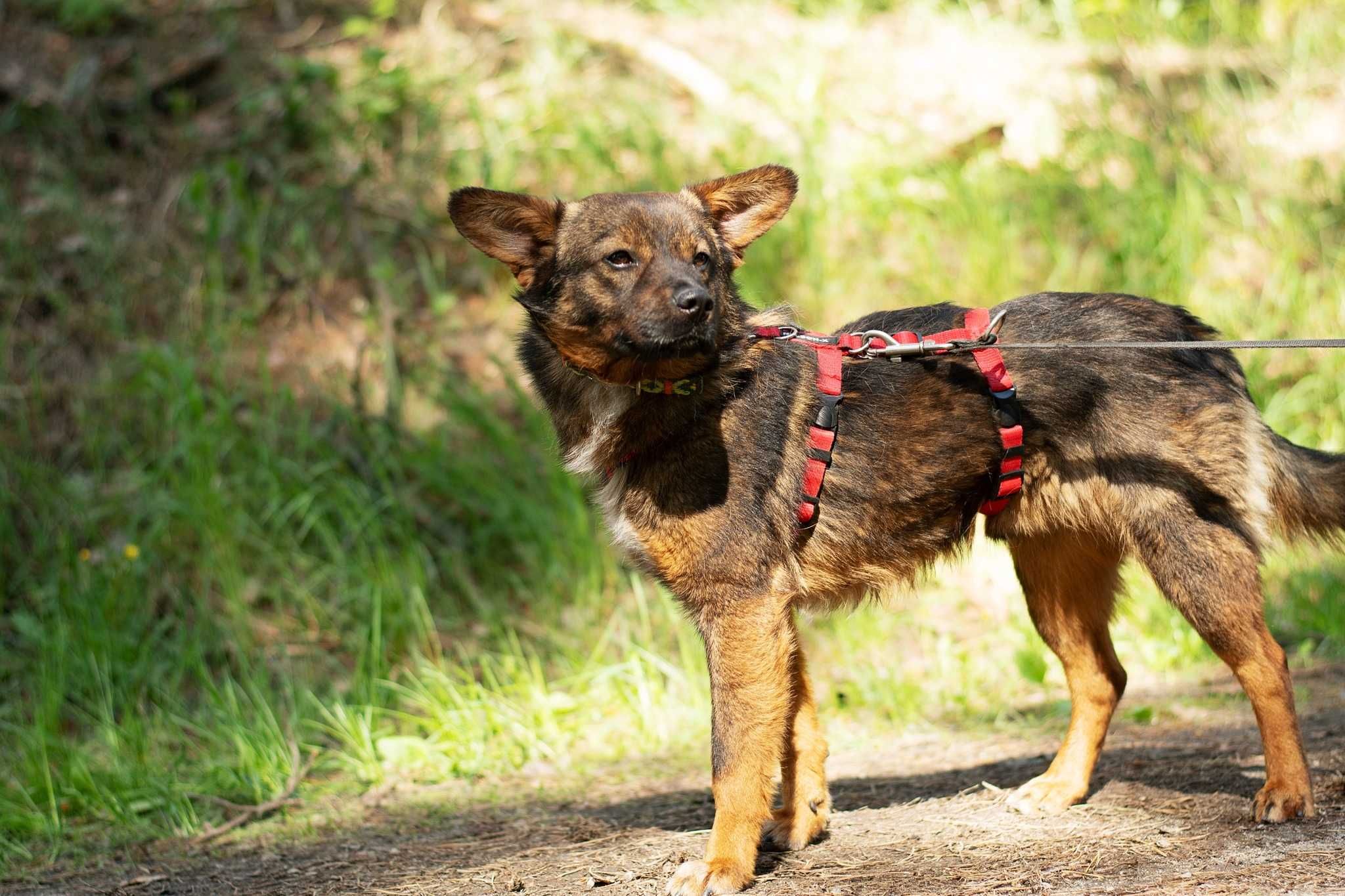 Barszczyk - uroczy, młodziutki uszatek do adopcji