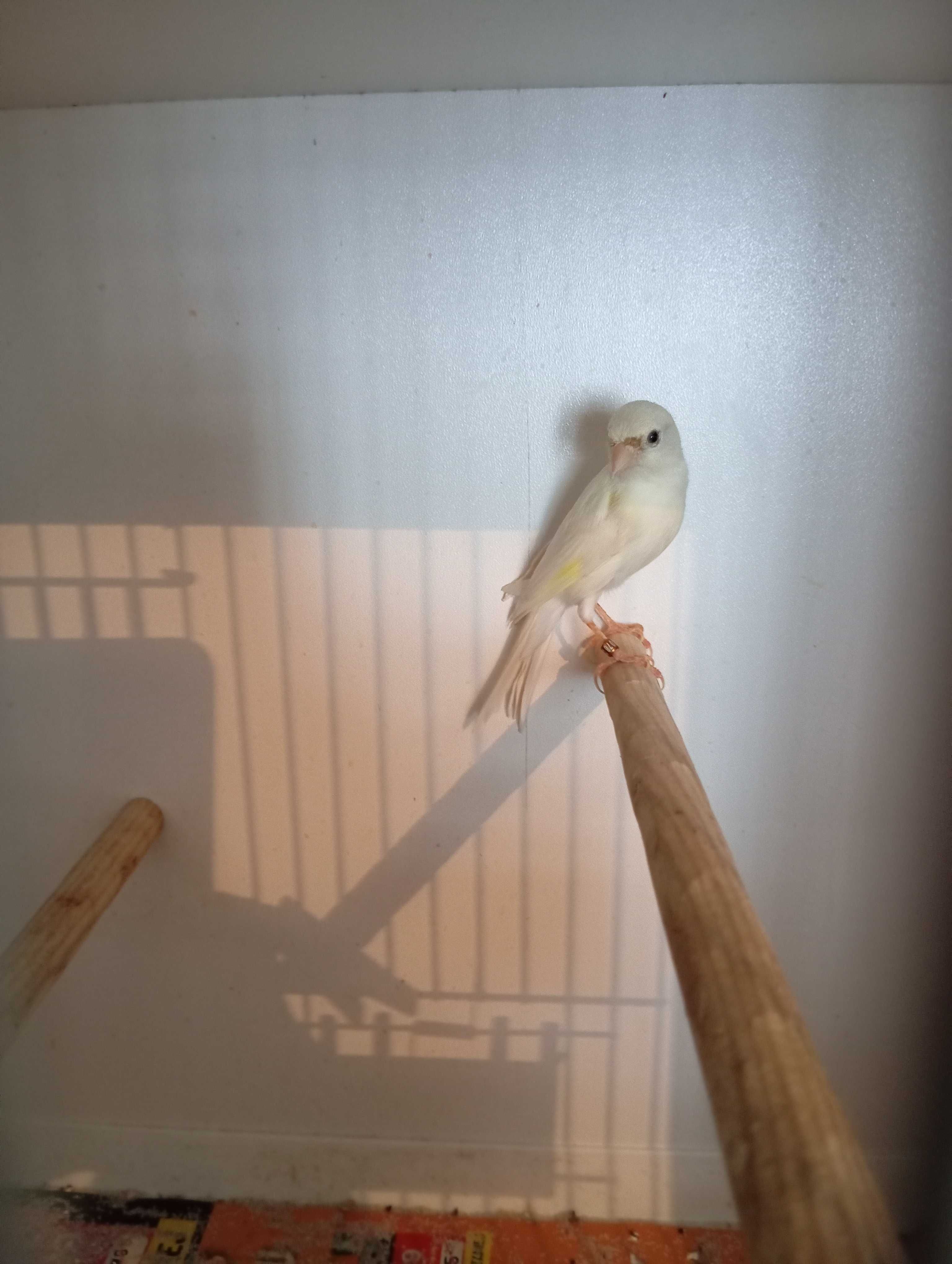Kanarki miniatura hiszpańska
